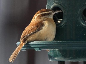 The Carolina Wren continues to be reported at feeders this winter in eastern Ontario and the Outaouais region.