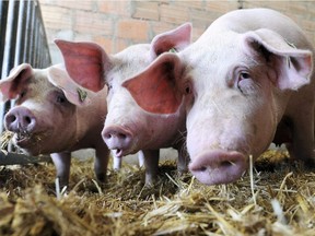 Sows feed on hay in their enclosure at a farm of Label Rouge ("red label") standard in Marigne-Laille in western France on September 7, 2014.