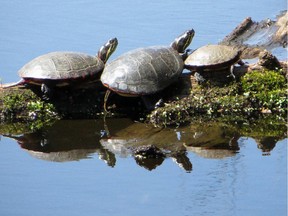 Turtles on a log in Mud Lake. (Reader photo by JanIvy Strudwick)