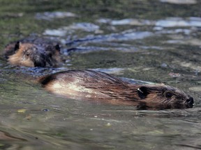 With the ability of modern flow devices to protect against flooding and tree wrapping, there is no excuse for killing beavers, writes Donna DuBreuil of the Ottawa-Carleton Wildlife Centre.