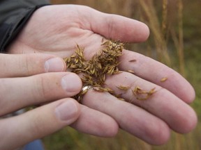 Texas Parks and Wildlife biologist Jon Hayes holds seeds of Yellow Indian Grass.
