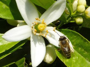 Explore the honeybee with the Gloucester Horticultural Society.