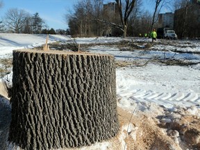 Crews take down ash trees along the Sir John A. Macdonald Parkway on Thursday, Jan. 22, 2015. Of 250 trees along the stretch, all were dead, the workers said.