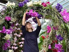 An employee poses with Vanda orchids during a photocall for the 2015 'Orchids Festival' at the Royal Botanic Gardens in Kew, west London on February 5, 2015.