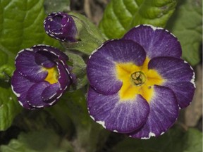 Purple Primroses