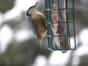 This Red-breasted Nuthatch
was spotted in Ottawa.
The Red-breasted Nuthatch enjoys eating suet and sunflower seeds. 

Sent from Windows Mail