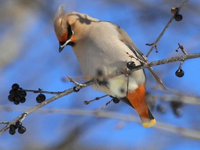 This Bohemain Waxwing was spotted in Aylmer.  Flocks of Bohemain Waxwing have been reported for various areas in the Ottawa-Gatineau district this winter.