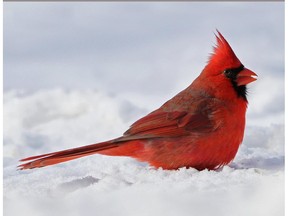 This Northern Cardinal was photographed in the Cornwall, Ont. area.  Over the past three decades the Northern Cardinal has become a regular sight at bird feeders in the region.