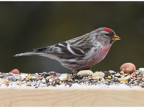 This Common Redpoll was photographed in the  Cornwall area. Common Redpoll numbers continue to increase at feeders.