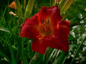 The Hemerocallis cultivar, commonly known as daylily, is a hardy perennial plant.