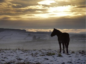 A horse makes its way across snow covered fields.