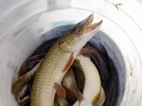 If southern lakes become too warm for fish such as trout and pike, researchers now say, at least northern lakes are better equipped for these same species than anyone knew.