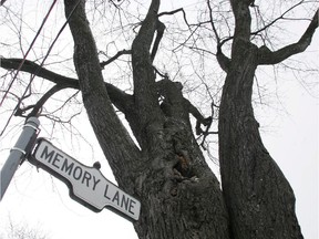 The tree that allegedly inspired Alexander Muir to write The Maple Leaf Forever in 1867 was felled by winds in 2013. Since then, it's been busier than ever.