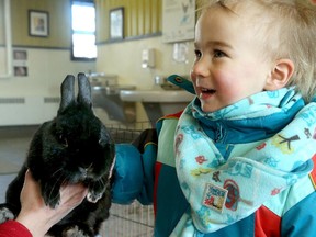 On Family Day Monday, many people were out with their kids despite temperatures of -25 degrees Celcius, that felt like -35 in the wind. At the Experimental Farm, 11 new piglets were born that families could see along with tours of the animal barns and even cooking demonstrations.  Here, two-year-old Alec Laginski is charmed by a rabbit at one demonstration. (Julie Oliver / Ottawa Citizen)