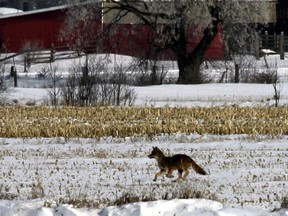 The NCC has closed a number of nature trails because of a 'wildlife' attack on a Horse. The agency did not specify the suspected predator, but on the weekend it warned of aggressive coyotes.