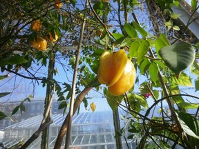 A tour of the  greenhouses at Carleton University will help you forget the brutal cold outside.