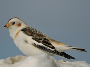 This Snow Bunting was photographed near Casselman.
The Snow Bunting is one of our early north bound migrants as they head  back to the arctic. Watch for flocks feeding in fields or along roadsides over the next few weeks. Most birds leave the area by mid-April.