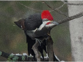 With the nesting season not to far off for the Pileated Woodpecker- listen for their loud flicker like calls or distinctive drumming.