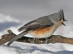 Watch for Tufted Titmice at your bird feeders. These birds can be very secretive and easy to overlook.