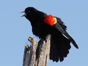 A sure sign of spring are Red-winged Blackbirds. With warmer weather on its way numbers will increase soon.
