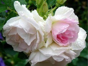 Photo courtesy- Mark Dallas- Galetta Nurseries One of Dallas' favourites- Rosa rugosa 'Polareis,' a hardy shrub rose with soft pink fragrant blooms that repeat through the season.