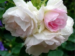 Learn about growing roses this week at a Greely Gardeners Group event.