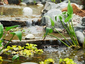 Consider a water feature, like this one by The Pond Clinic, which is opening the Aquatopia Conservatory this spring.