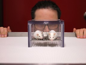 It turns out the best-laid research plans involving mice and men have a bit of a wrinkle – the lab rodents appear to react differently to male scientists during experiments than they do to females.