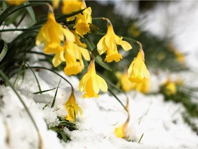 Sadly, spring flowers will have more snow to push through according to meteorologists.