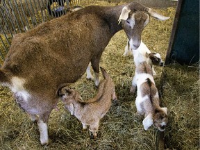 The Small Animal Barn at the Agriculture Museum has seen a number of births over the last few weeks including three kids Thursday morning.