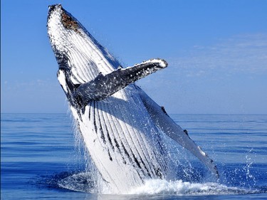 From June through October, humpback whales come to play directly in front of HolaEcuador's development.