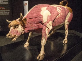 Bull is one of the more than 100 exhibits on display at BODY WORLDS: Animal Inside Out exhibition of animal anatomy, has been seen in Europe and in the United States will run from May 1 to September 20, 2015 at the Canadian Museum of Nature (Pat McGrath / Ottawa Citizen)