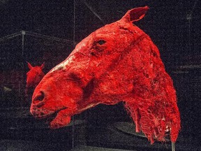 The head of a horse is one of the more than 100 exhibits on display at BODY WORLDS: Animal Inside Out at the Canadian Museum of Nature .