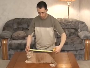 Still image from the video "An Engineer's Guide to Cats," from the Just for Cats Festival to be held in Ottawa in June.
