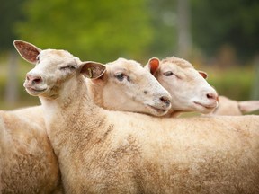 Happy sheep are credited with the delicious flavour of La Bergerie des Sables yogurt.