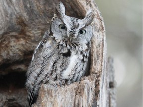 Eastern Screech-Owls have been reported calling over the past couple of weeks. Our  smallest eared owl gives a distinctive whinny and a soft trill call. This cavity nester can be found in both rural and urban settings.