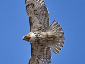 The Red-tailed Hawk is one of the most common breeding hawks to be found in the region.