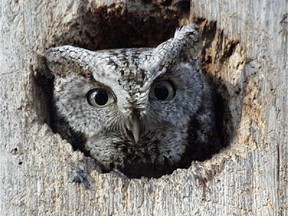 This Eastern Screech Owl was photographed in Ottawa. Many species of birds including Hooded Merganser, Wood Duck, Northern Saw-whet Owl, Eastern Screech Owl and Great Crested Flycatcher rely on tree cavities or old woodpecker holes to nest in during the breeding season.