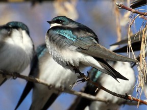 The group of Tree Swallows was spotted at Brewer Pond.  During cool spells many swallows concentrate in sheltered areas along rivers, ponds and  creeks feeding on insects.
