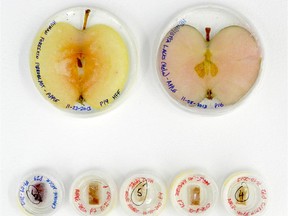 One of the stops on the tour,  BioArt: Collaborating with Life, is an exhibit of art inspired by life sciences. This work, called RePurposed, combines apples with human cells.
