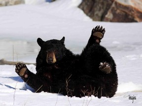 The bears are ready to play — behind safe enclosures — at Parc Omega.