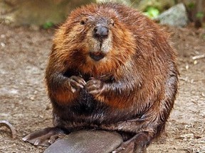 Michael Runtz, who teaches biology at Carleton University and spends much of his life outdoors, will give a free presentation on beavers Thursday at 7 p.m. at the Ottawa Public Library main auditorium, 120 Metcalfe St.