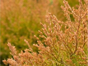 The flaming tips of the dwarf Thuja occidentalis 'Fire Chief' are a striking feature in any garden.