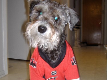 I don't have a playoff beard but.... MY GIRL ZOE DOES! All day, everyday... all year! Biggest little Sens fan around!