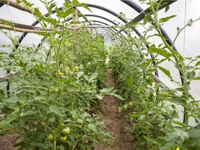 A DIY hoop house offers an economical way to boost the short Canadian growing season using simple materials.