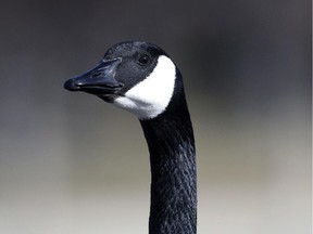 The OPP is investigating the death of a 'pet' goose that was shot and killed by kids in a Picton cemetery last month.