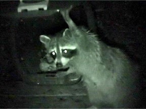 Raccoons have cracked green bins before. Don't get too comfortable, Toronto.