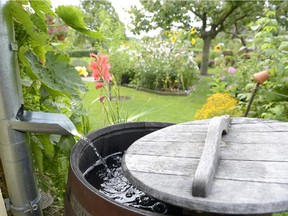 Install a rain barrel under your downspout to collect rainwater for gardening.