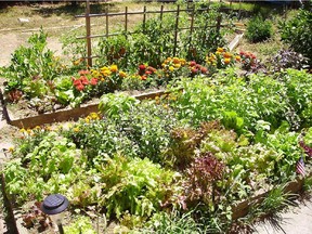 Learn about raised bed gardening this week.