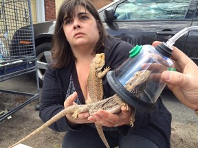 Stacey Brickman holds her bearded dragon as firefighter Matt Prevost administers oxygen following a house fire on Tuesday, April 28, 2015.